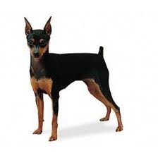 Pinscher Miniatura